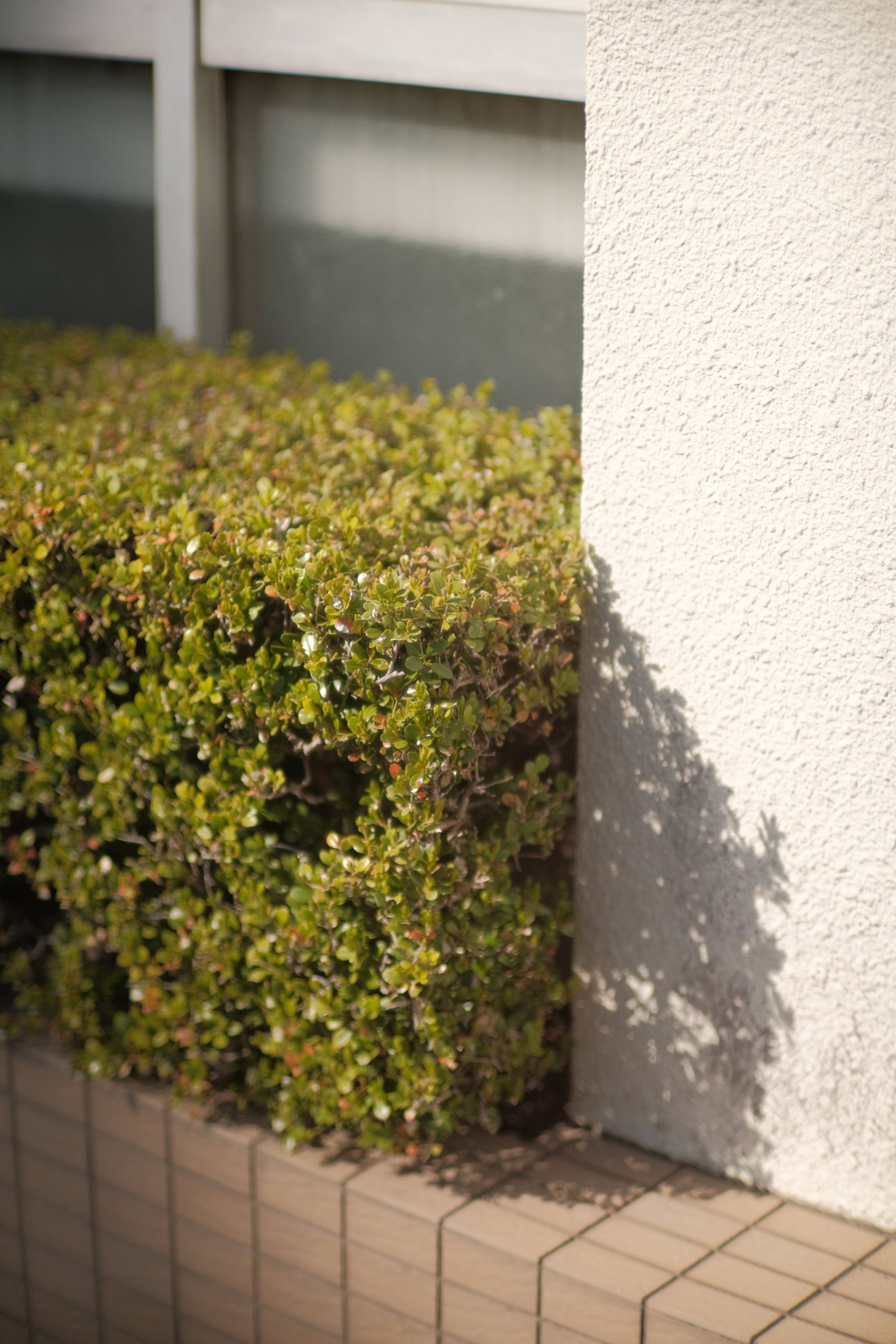 the result of one of our hedge trimming services