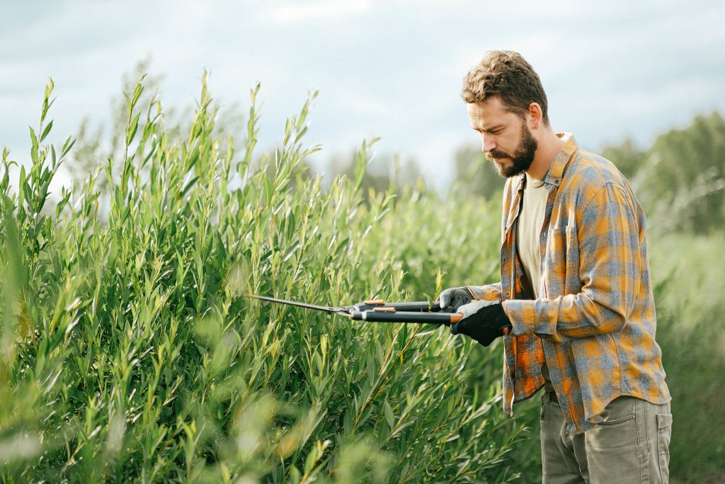 Man performind a hedge trimming service